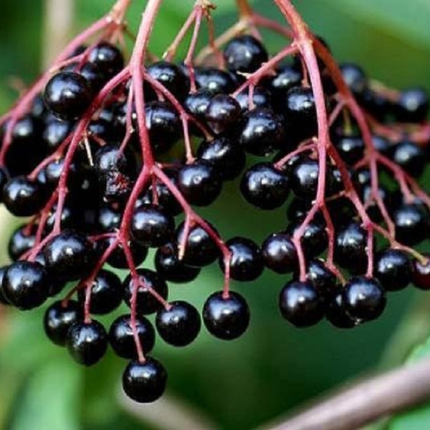 Tinctură din Fructe de Soc – 500 ml