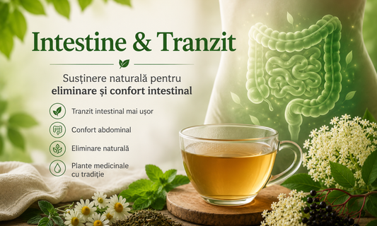 Intestine & Tranzit: cauze, semnale și susținere naturală cu plante medicinale