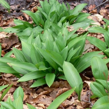 Tinctură de Leurdă – 500 ml